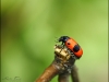 Zsákhordóbogár